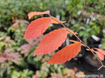 Brzostownica japońska OGON Zelkova serrata C2/50-60cm *T74