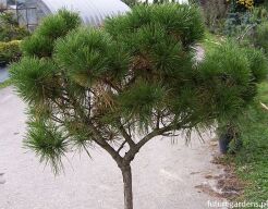 Sosna 'BESKIDY III HB' 12-letnia na pniu Pinus mugo C20/100cm