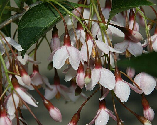 Styrak japoński BENI BANA SELECTION łac. Styrax japonica C5/1,6-1,8m *TL