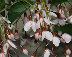 Styrak japoński BENI BANA SELECTION łac. Styrax japonica C5/1,6-1,8m *TL