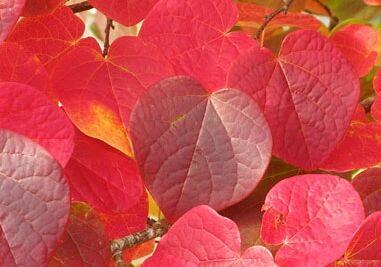 Dwukwiat judaszolistny Disanthus cercidifolius 30cm/bryła