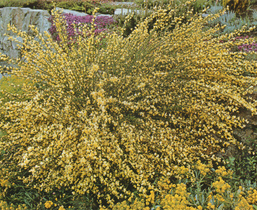 Żarnowiec VANESSE na PNIU Szczodrzeniec Cytisus scoparius C5/Pa 60(100)cm *TL