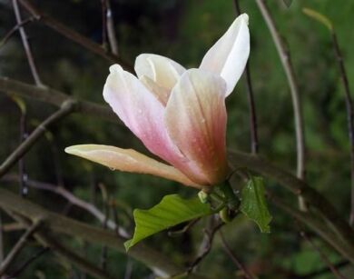 Magnolia brzoskwiniowa PEACHY C10/80-100cm