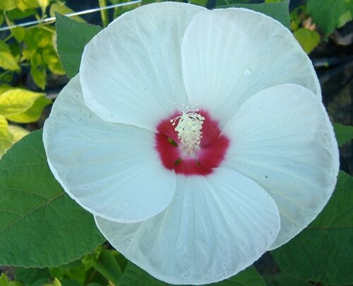 Hibiscus bylinowy XXL  odmiana DISCO BELLE WHITE Ketmia Hibiskus