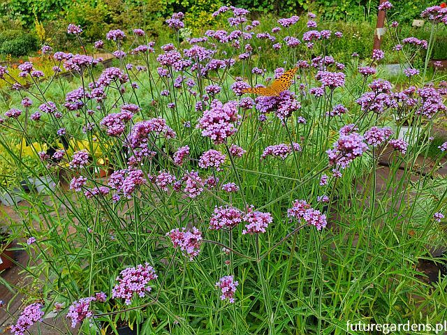 Werbena patagońska LOLLIPOP (karłowa) Verbena bonariensis /C3 *T32