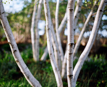 Brzoza DOORENBOS Betula utilis 1-3-pędowe C7,5/1,4-1,6m *K6