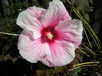 Hibiscus bylinowy XXL odmiana KOPPER KING Ketmia Newbiscus Hibiskus