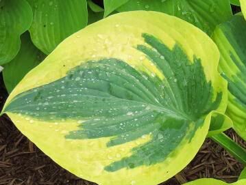 Hosta KNOCKOUT Funkia /C2