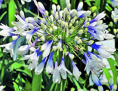 Agapant TWISTER Agapanthus /C2 *G