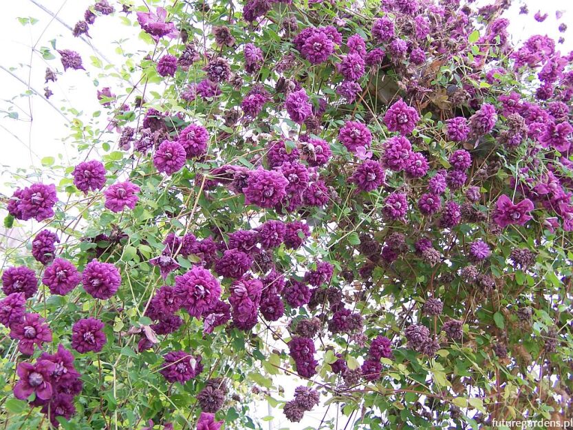 Clematis PURPUREA PLENA ELEGANS Powojnik włoski /C2 *T71