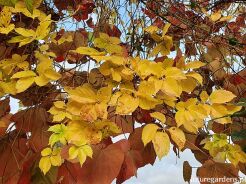 Winobluszcz pięciolistkowy 'YELLOW WALL'  Parthenocissus quinquefolia