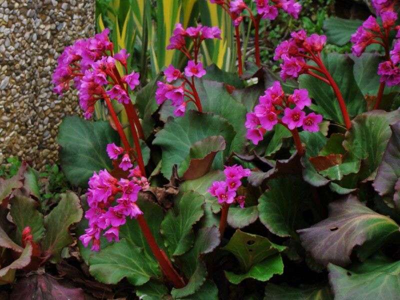 Bergenia sercowata WINTERGLUT Bergenia cordifolia /C2 *K7