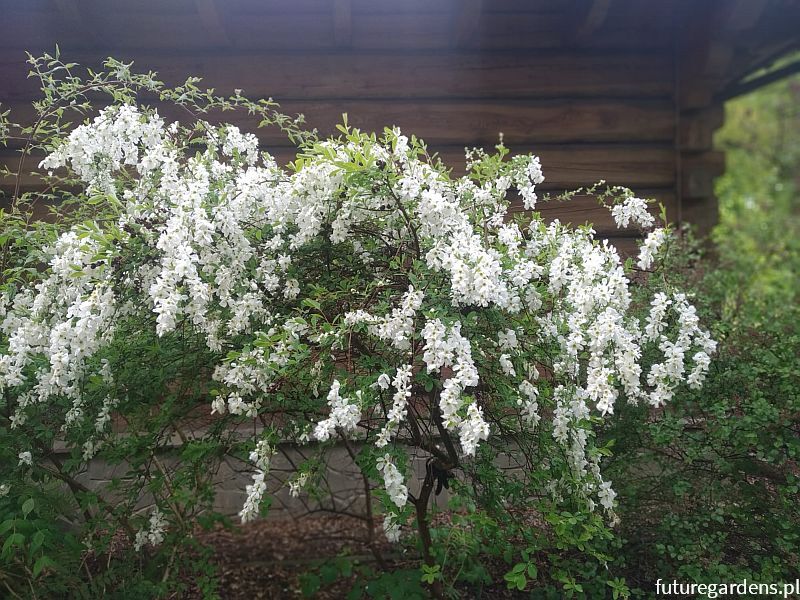 Obiela wielkokwiatowa NIAGARA® Exochorda racemosa Pearl Busha Niagara C5/30-50cm