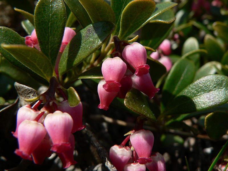 Mącznica lekarska Arctostaphylos uva-ursi /C1,5 *K14