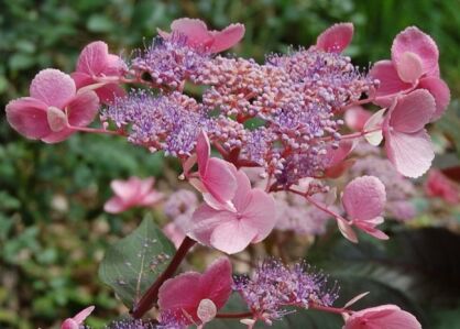 Hortensja kosmata HOT CHOCOLATE Hydrangea aspera /C10 *P