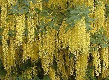 Złotokap Waterera VOSSII Laburnum x watereri C20/2,4-3m *K6