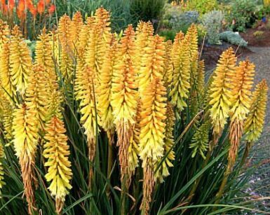 Trytoma LEMON POPSICLE Kniphofia 