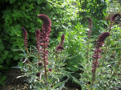 Tojeść ciemnopurpurowa BEAUJOLAIS Lysimachia atropurpurea /P9