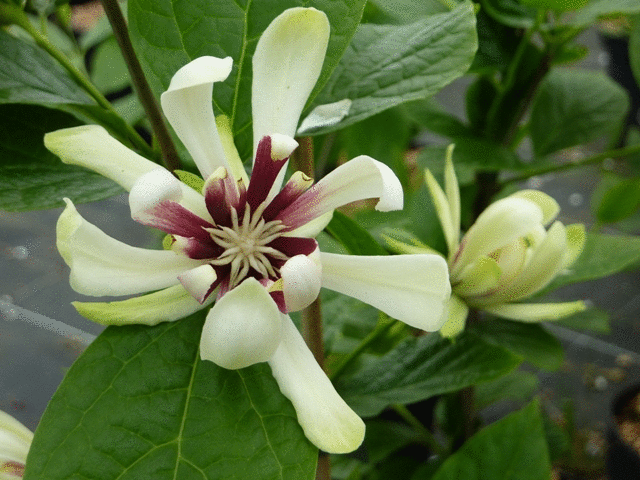 Kielichowiec x VENUS Calycanthus C5/50-60cm *T60