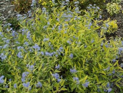 Barbula klandońska 'WORCESTER GOLD' Caryopteris clandonensis /P15