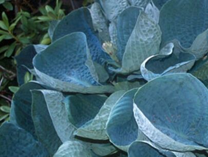 Hosta ABIQUA DRINKING GOURD Funkia /C2