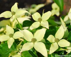 Dereń japoński ROBERT'S SELECTIE Cornus kousa C5/80-100cm *5