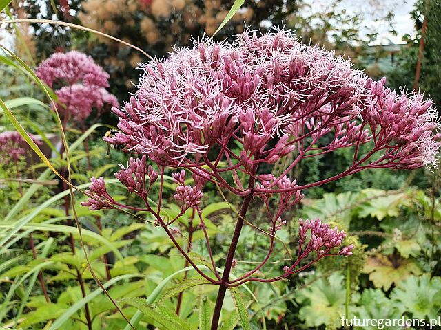 Sadziec purpurowy Eupatorium purpureum ~ nasiona 30szt.