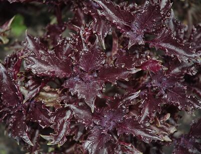 Bazylia PURPLE RUFFLES Ocimum basilicum 