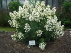 Hortensja wiechowata SKYLIGHT Hydrangea paniculata