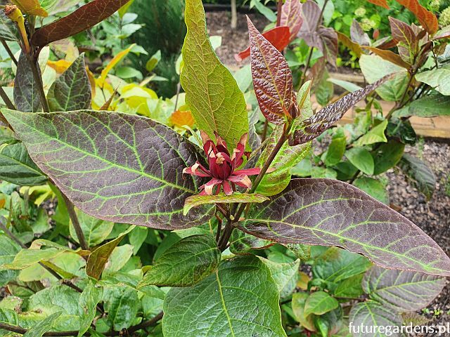 Kielichowiec wonny ATROPURPUREUS Calycanthus floridus C2/10-30cm *T1