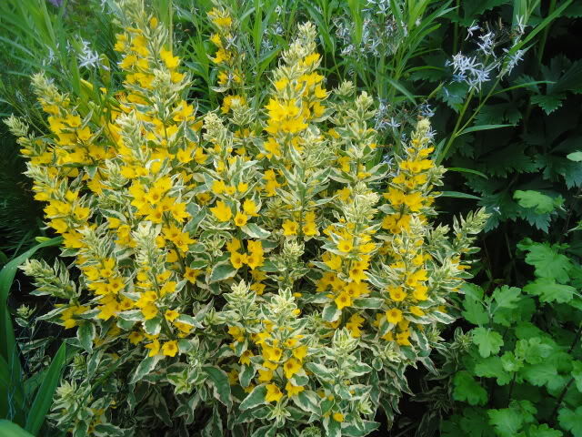 Tojeść kropkowana GOLDEN ALEXANDER  Lysimachia punctata /C2