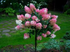 Hortensja bukietowa 'Renhy' VANILLE FRAISE na PNIU Hydrangea paniculata C7,5/Pa80-100(120)cm *17