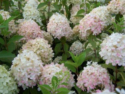 Hortensja bukietowa PHANTOM Hydrangea paniculata /C5 *17