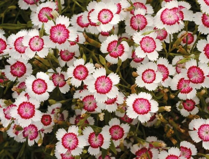 Goździk kropkowany BIAŁO-CZERWONY Dianthus deltoides - nasiona 0,3g 