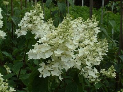 Hortensja bukietowa EVEREST na PNIU syn. 'Mount Everest' Hydrangea paniculata  C5/60-80cm