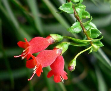  Mitraria coccinea C3/60-80cm