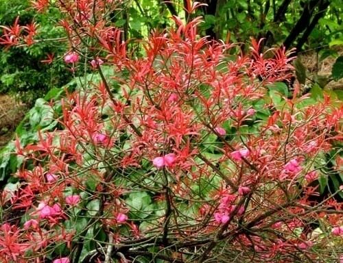 Trzmielina niska Euonymus nanus C2/30-50cm *T35