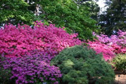 RÓŻANECZNIKI w odmianach Rhododendron Rododendron