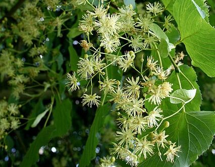 Lipa wonna (miododajna) Tilia insularis C3/80-120cm *TL