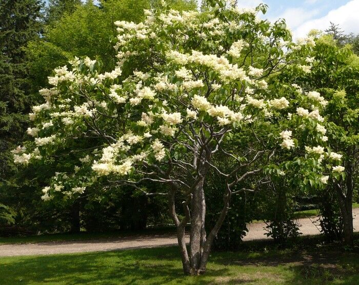 Lilak japoński IVORY SILK Syringa reticulata - 10szt. nasion