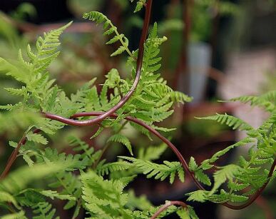 Wietlica samicza LADY IN RED Athyrium filix-femina /C5