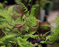 Wietlica samicza LADY IN RED Athyrium filix-femina /C5