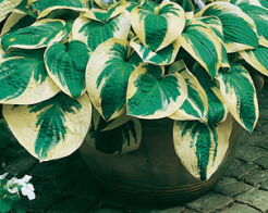 Hosta WIDE BRIM Funkia /C2