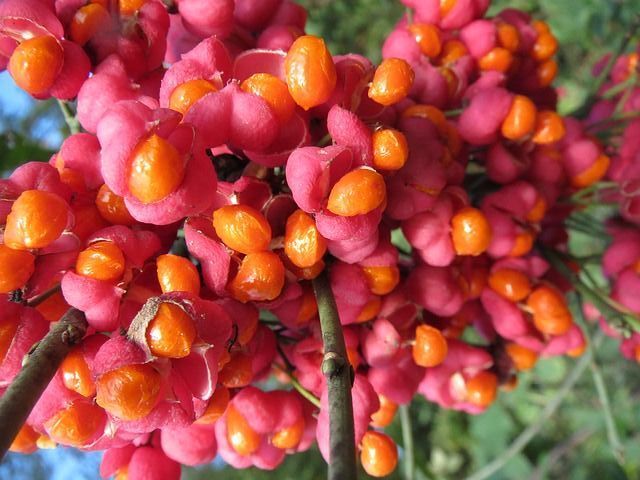 Trzmielina RED CASCADE Euonymus europaeus - 5 szt. nasion