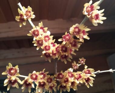 Zimokwiat wczesny Chimonanthus praecox C10/50-60cm *T15