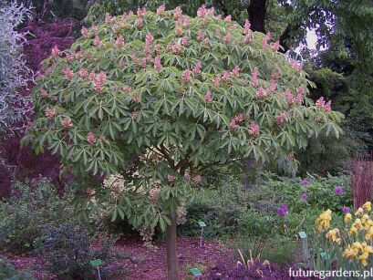 Kasztanowiec krwisty KOEHNEI Aesculus pavia C3/30cm *K15