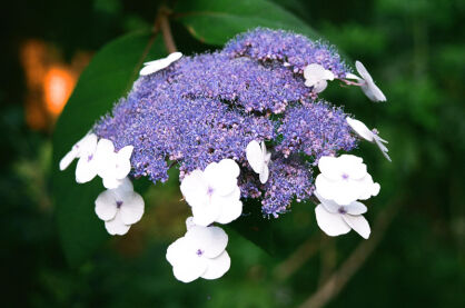 Hortensja kosmata MAUVETTE Hydrangea aspera x villosa 