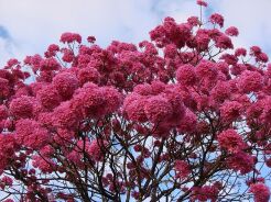 Tabebuia impetiginosa Drzewo lapacho