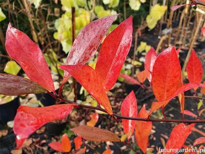 Błotnia płacząca AUTUMN CASCADE Kląża leśna Nyssa sylvatica C2/80cm