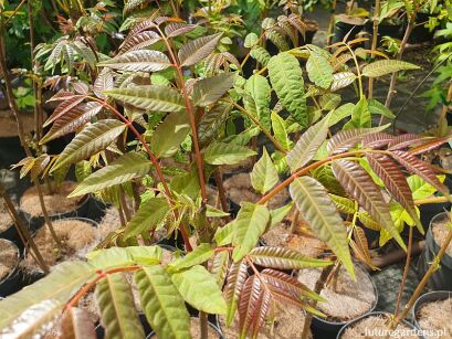 Toona sinensis Cedrówka C5/1-1,2m *TL